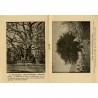 Henri Gadeau de Kerville, Photographies d'arbres de Normandie, 1896