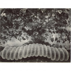 Carton d'invitation à l'exposition "Les sculptures blanches" de Pino Pascali à la galerie Alexandre Iolas, 1968