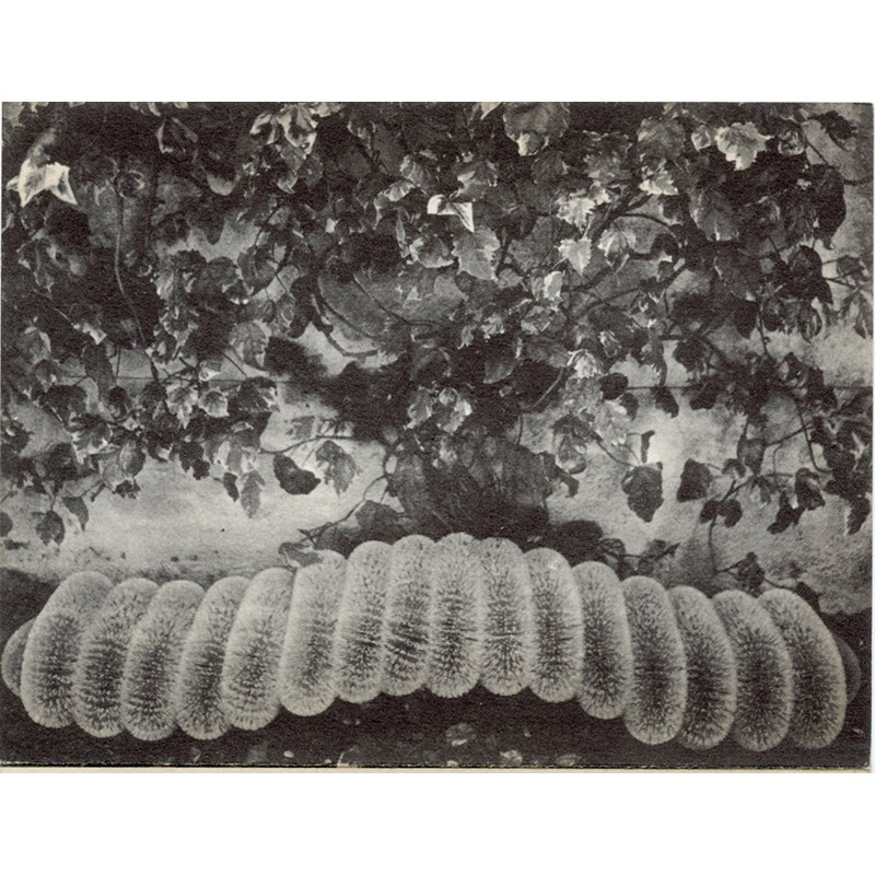 Carton d'invitation à l'exposition "Les sculptures blanches" de Pino Pascali à la galerie Alexandre Iolas, 1968